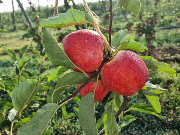 Les pommes Royal Gala 