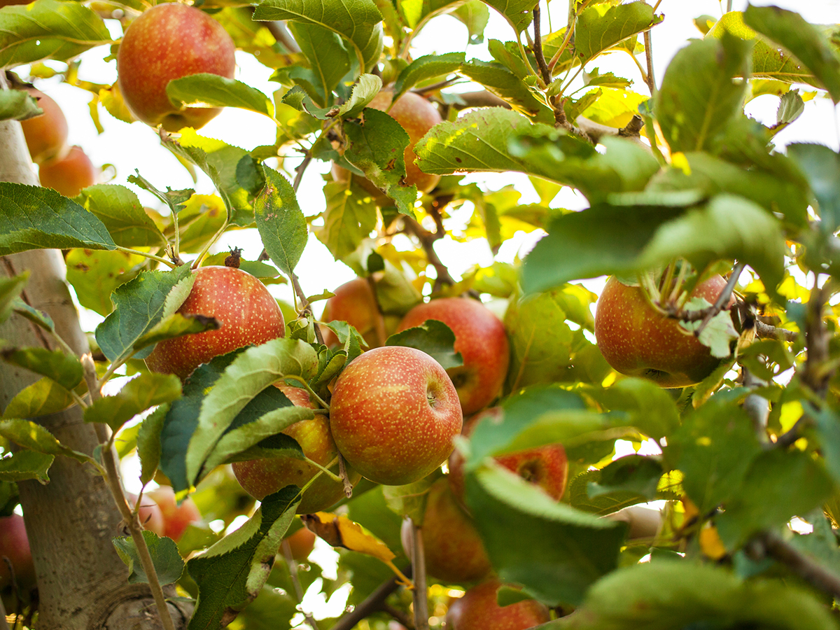 La relación entre la fruta y la salud mental