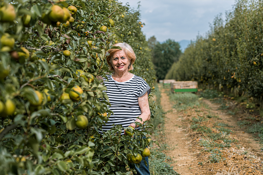 Pleine récolte de poires chez Anela Fruits!